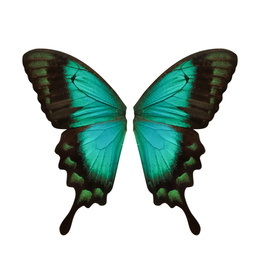 Image of Beautiful sea green swallowtail butterfly wings on white background