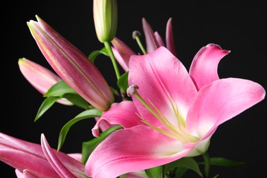 Photo of Beautiful pink lily flowers on black background, closeup