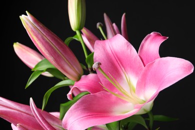 Beautiful pink lily flowers on black background, closeup