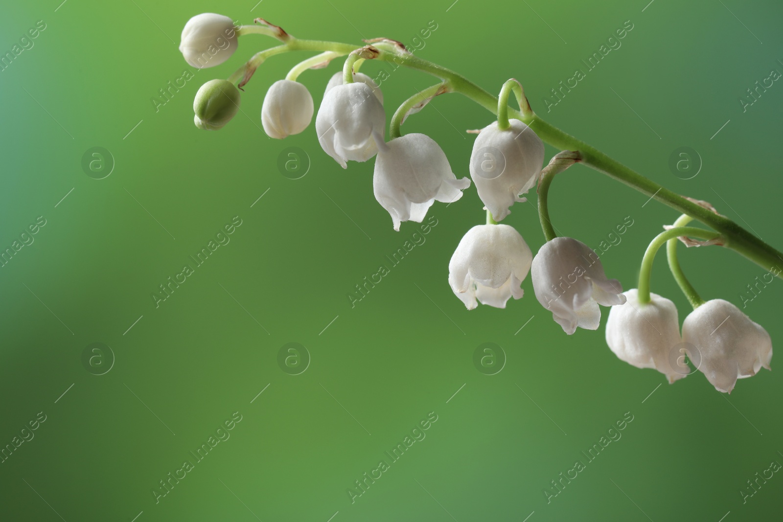 Photo of Beautiful lily of the valley flower on blurred green background, closeup. Space for text