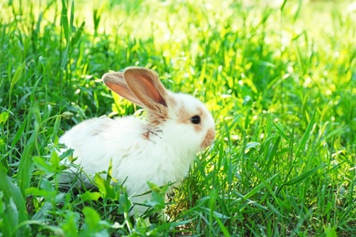 Photo of Cute fluffy bunny among green grass, outdoors