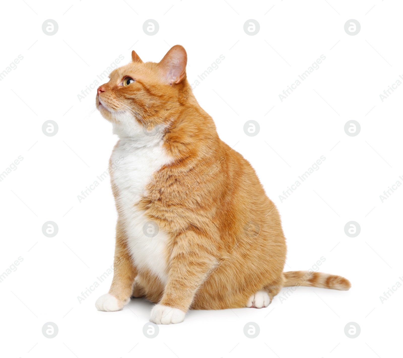 Photo of Cute ginger cat on white background. Adorable pet