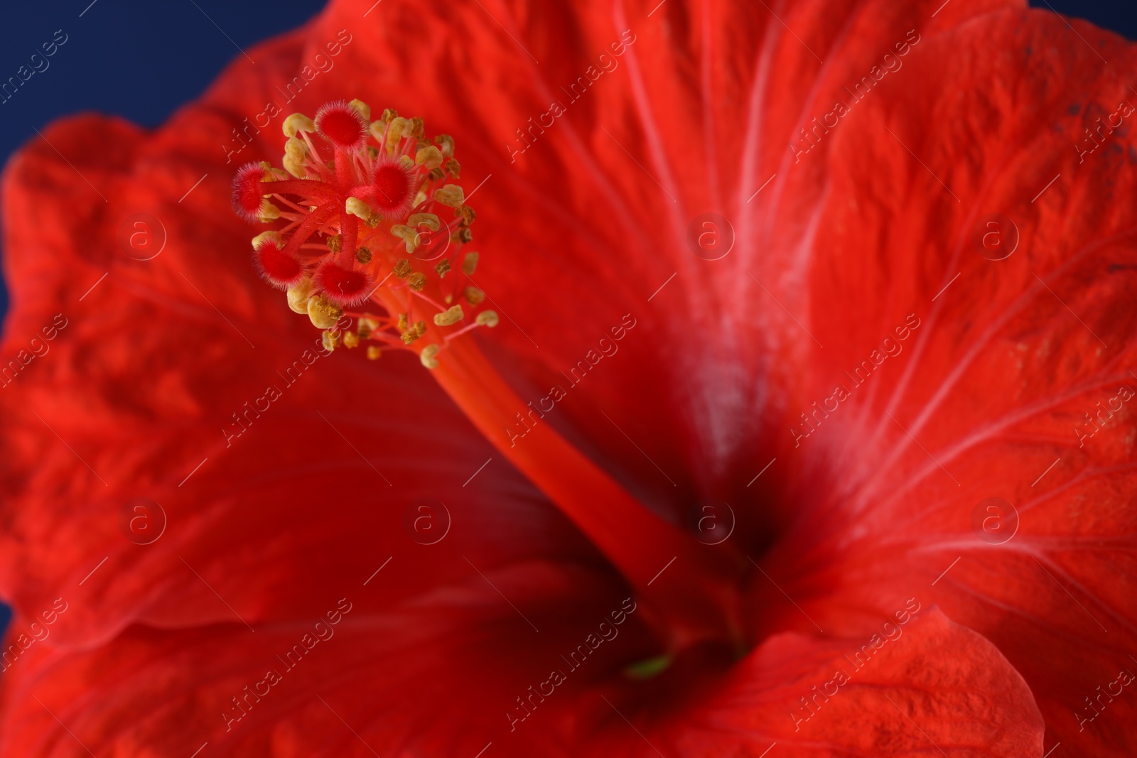 Photo of Beautiful hibiscus flower with red petals, macro view
