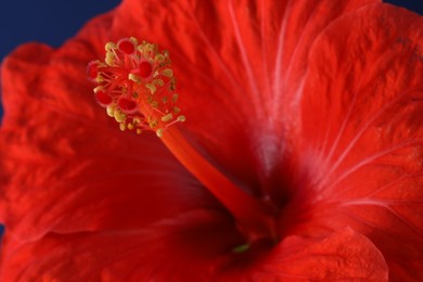 Photo of Beautiful hibiscus flower with red petals, macro view