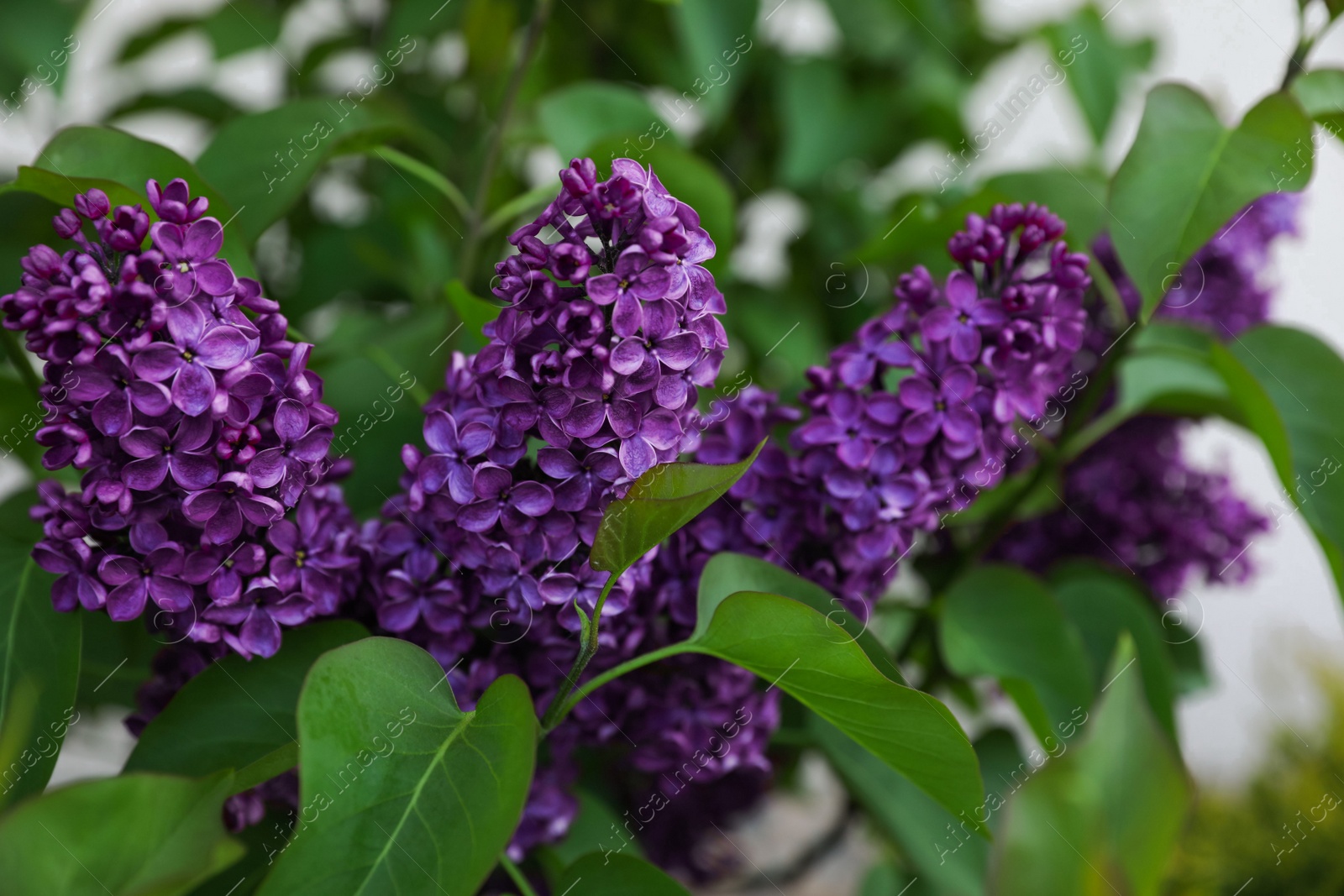 Photo of Beautiful lilac plant with fragrant purple flowers outdoors, closeup