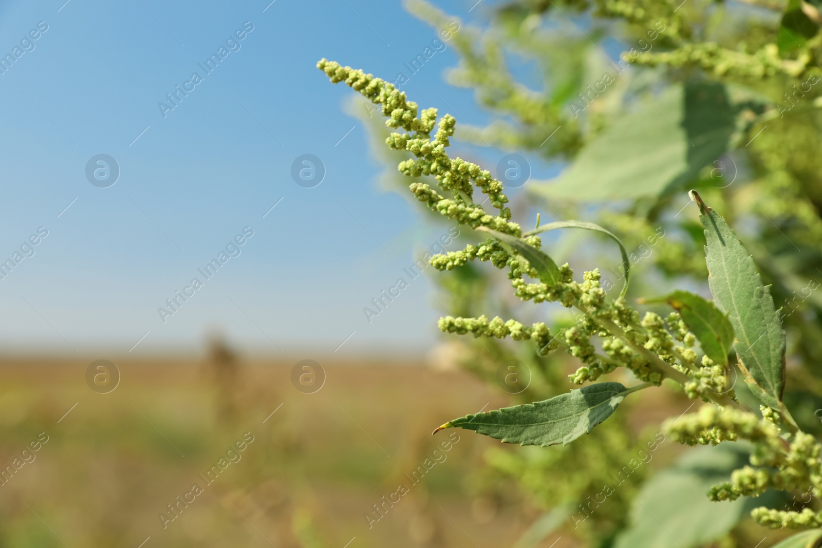 Photo of Blooming ragweed plant (Ambrosia genus) outdoors on sunny day. Seasonal allergy