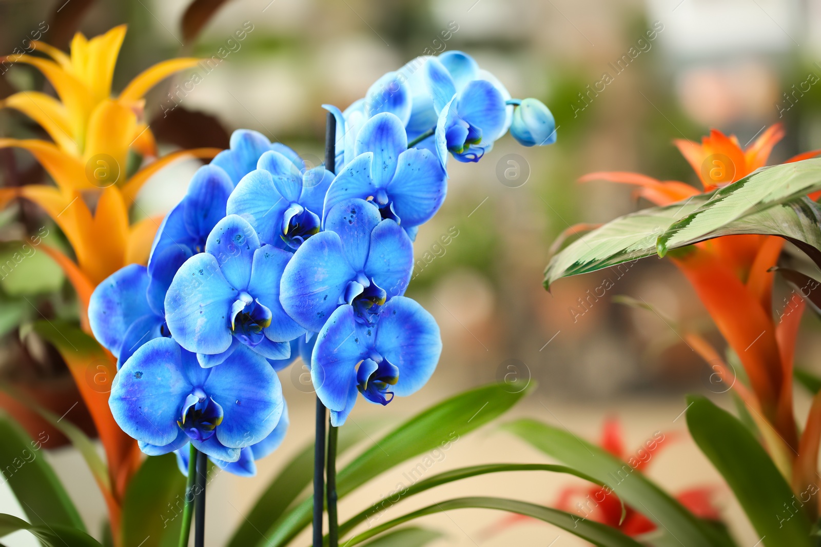 Photo of Beautiful blue orchid flowers on blurred background. Tropical plant