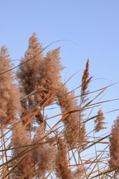 Photo of Beautiful reed plant against blue sky, closeup