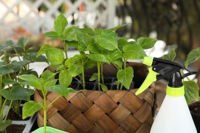 Photo of Vegetable seedlings growing in plastic containers with soil and spray bottle outdoors