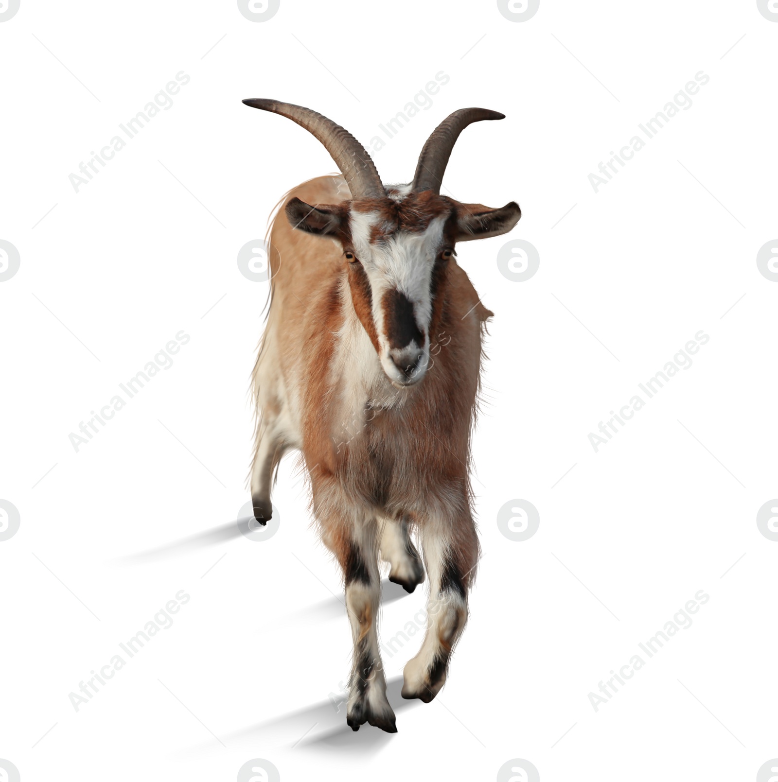 Image of Beautiful goat isolated on white. Farm animal
