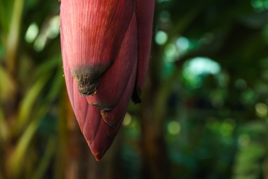 Photo of Blossoming banana tree on sunny day, closeup. Space for text