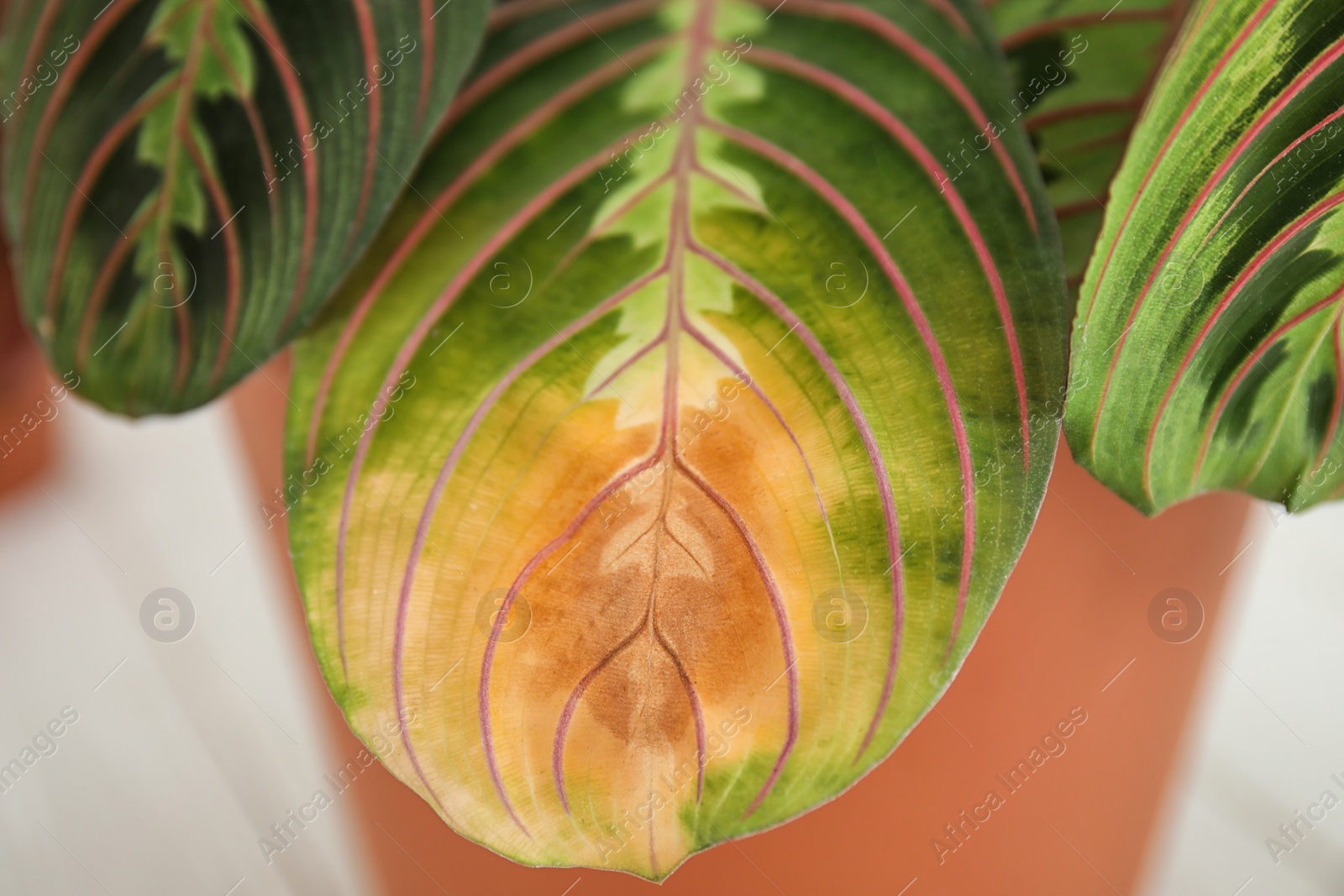 Photo of Home plant with leaf blight disease on  blurred background, closeup