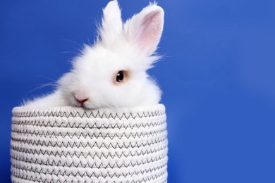Fluffy white rabbit in knitted basket on blue background, space for text. Cute pet