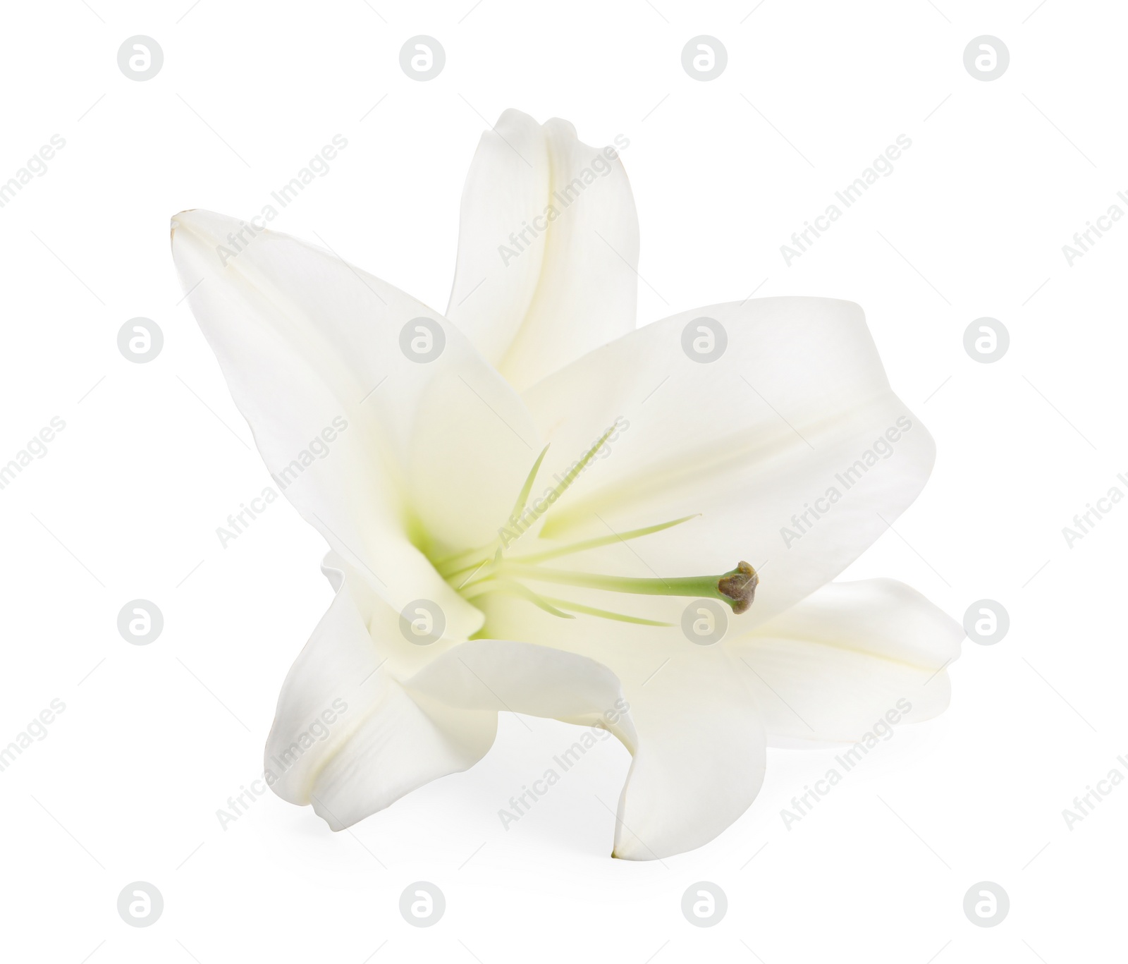 Photo of Beautiful fresh lily flower isolated on white