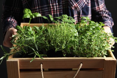 Photo of Woman holding wooden crate with different potted herbs, closeup