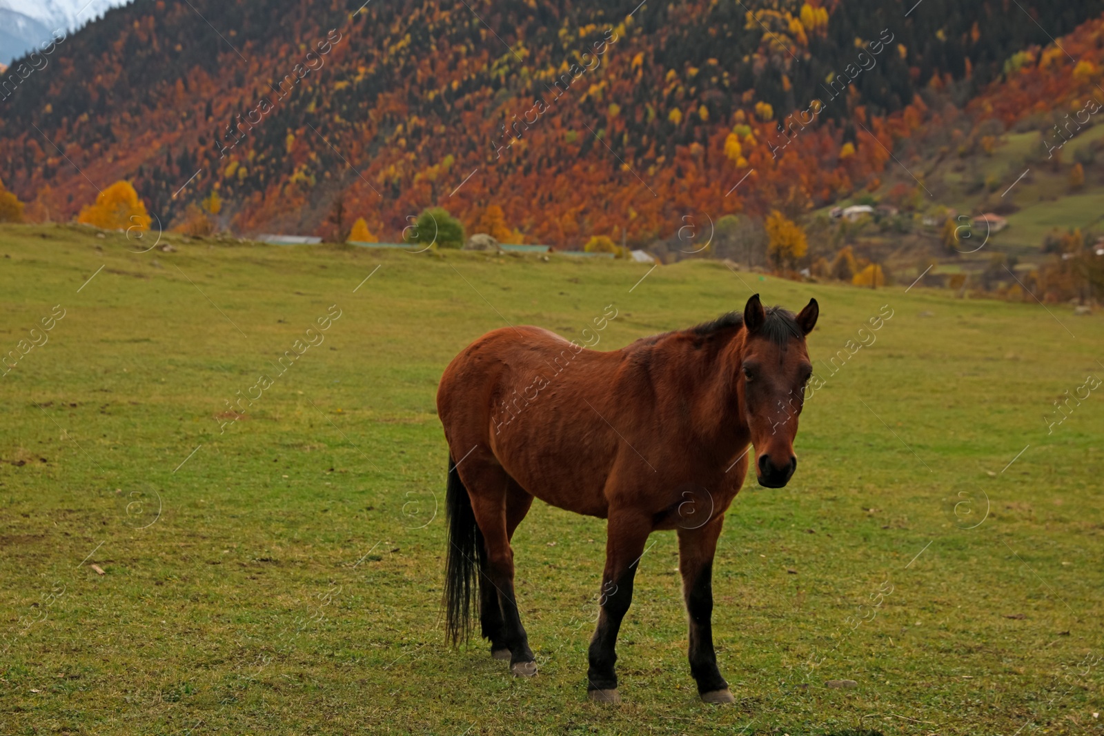 Photo of Brown horse in mountains on sunny day. Beautiful pet