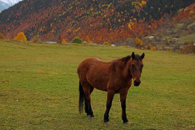 Photo of Brown horse in mountains on sunny day. Beautiful pet