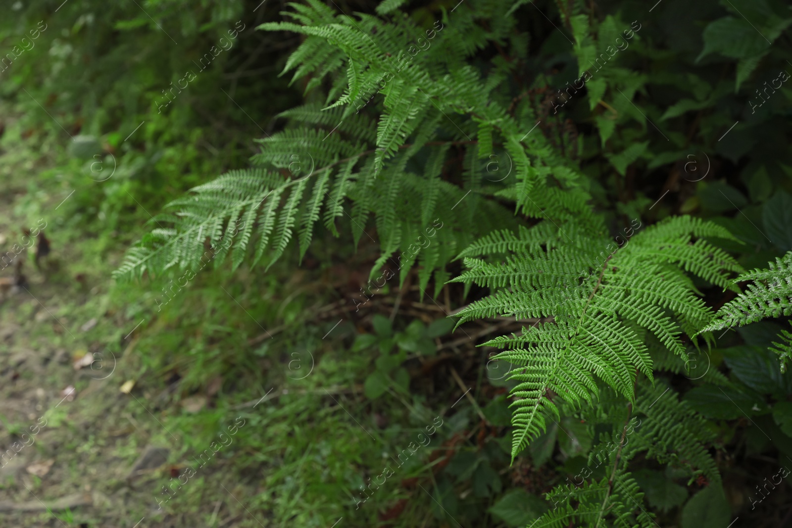 Photo of Beautiful fern with lush leaves growing in forest