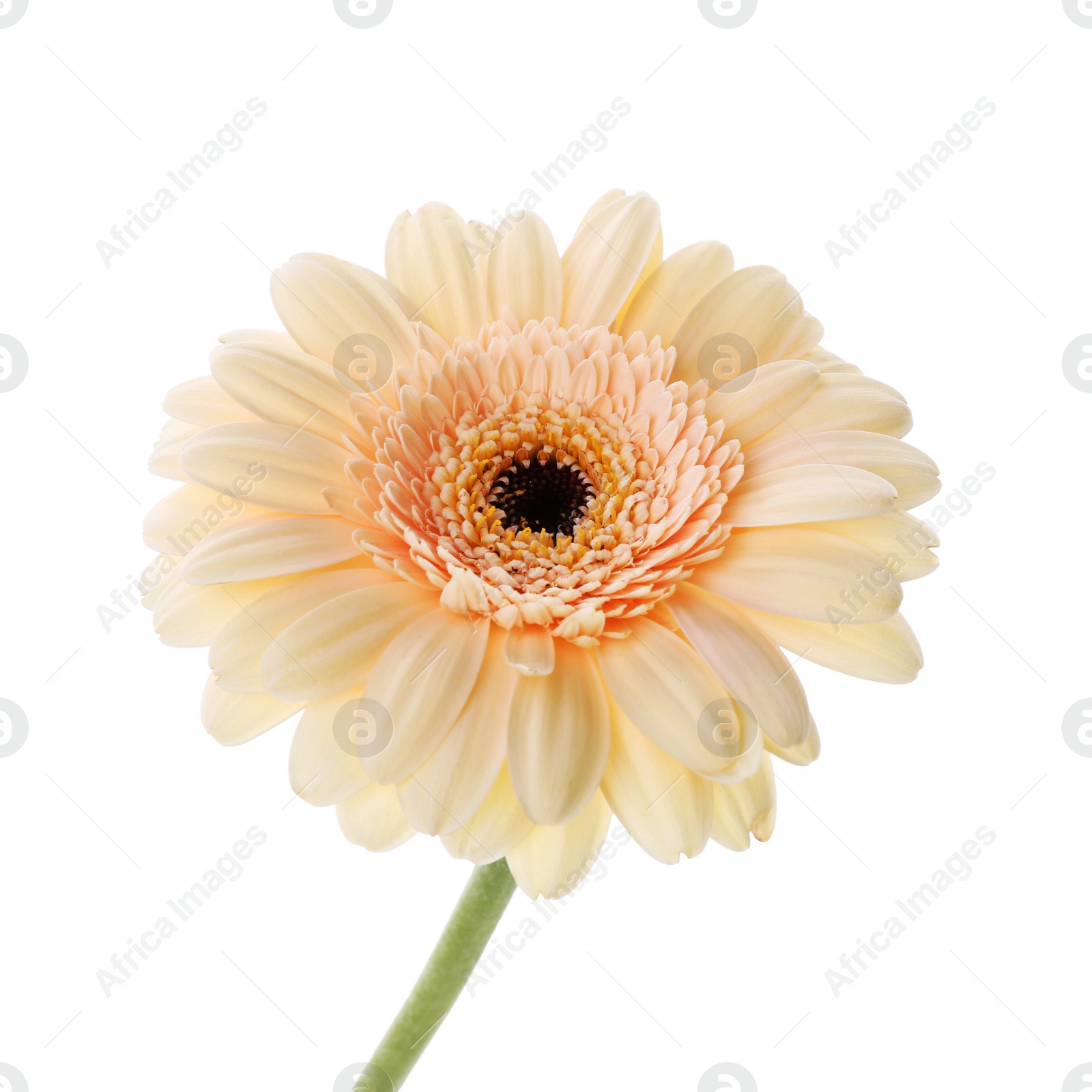 Photo of One beautiful tender gerbera flower isolated on white