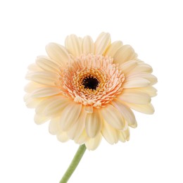 One beautiful tender gerbera flower isolated on white