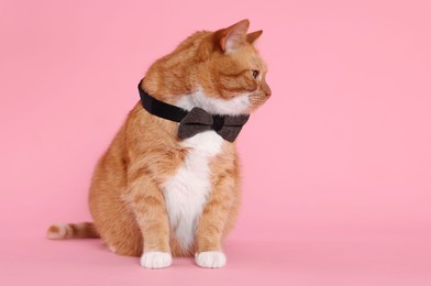 Photo of Cute cat with bow tie on pink background, space for text