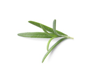 Aromatic green rosemary sprig isolated on white. Fresh herb