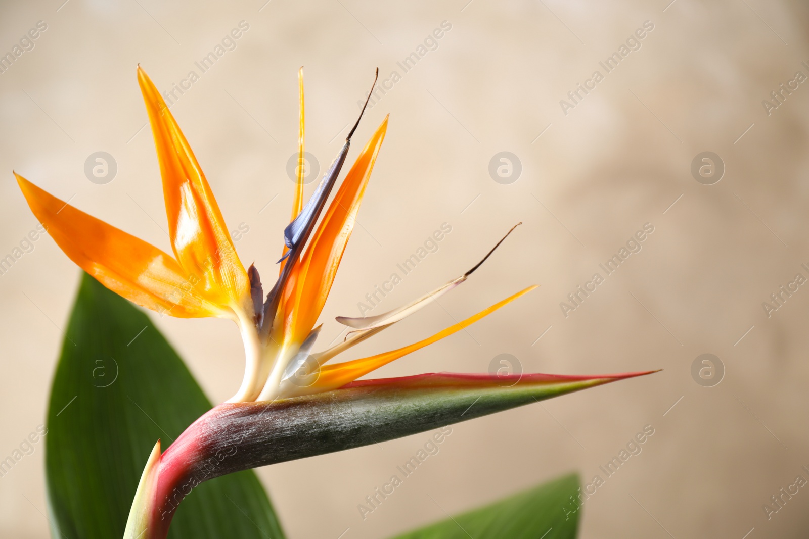 Photo of Bird of Paradise tropical flowers on beige background, closeup. Space for text