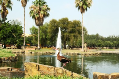 Photo of Black bellied whistling duck near pond in park