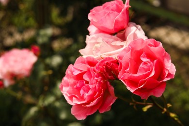 Photo of Closeup view of beautiful blooming rose bush outdoors on summer day