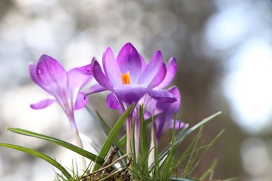 Photo of Fresh purple crocus flowers growing on blurred background