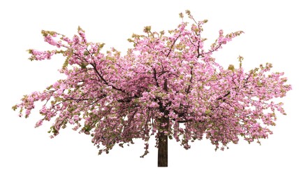 Image of Beautiful blossoming sakura tree on white background. Banner design