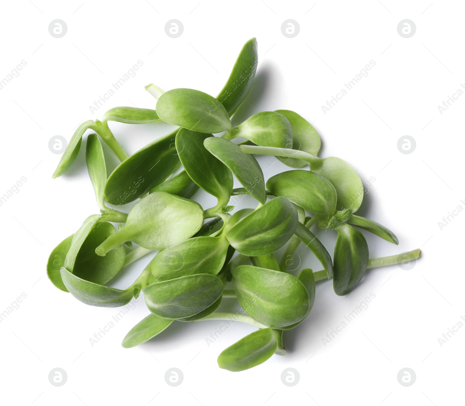 Photo of Heap of fresh organic microgreen on white background
