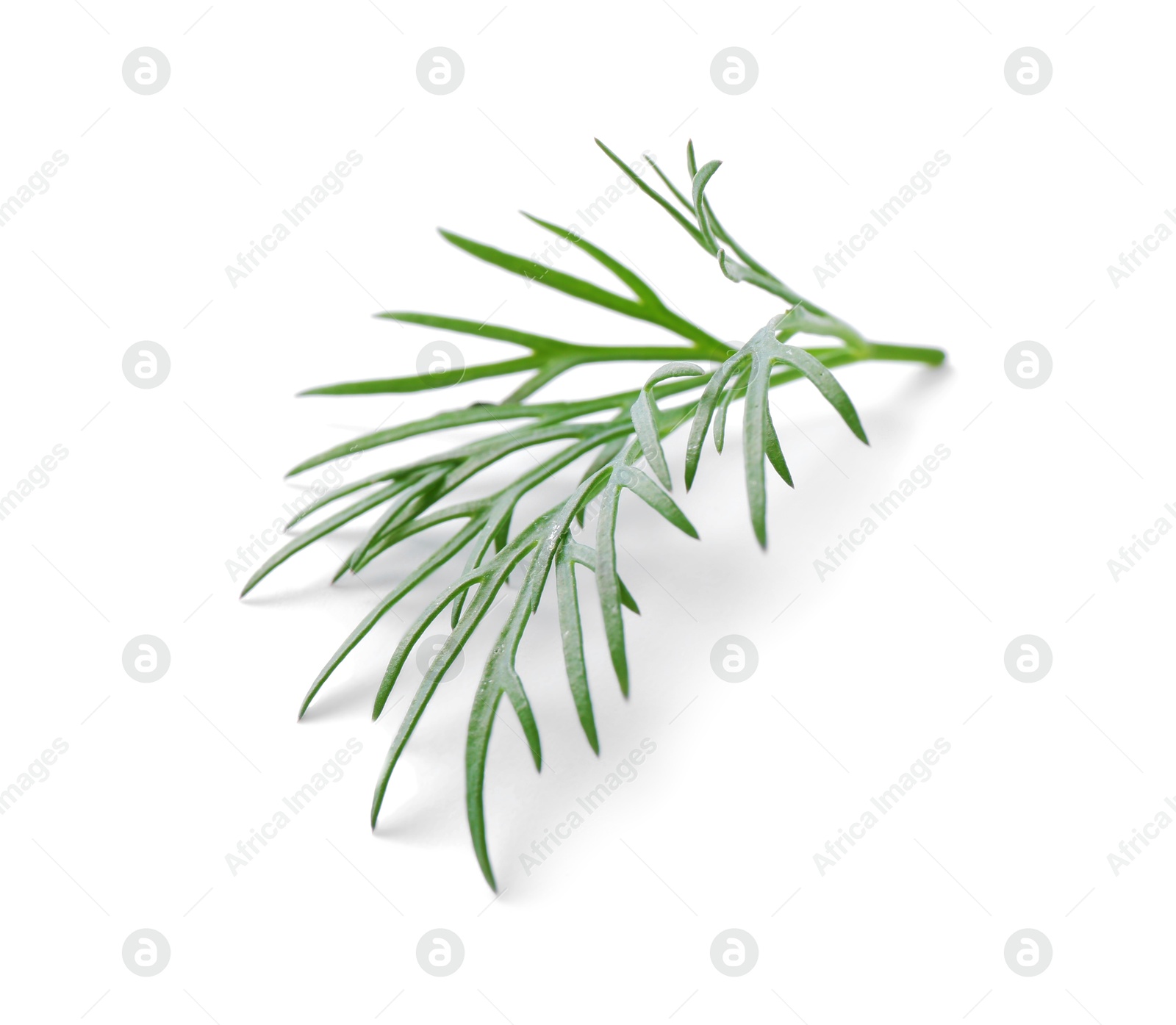 Photo of Sprig of fresh dill isolated on white