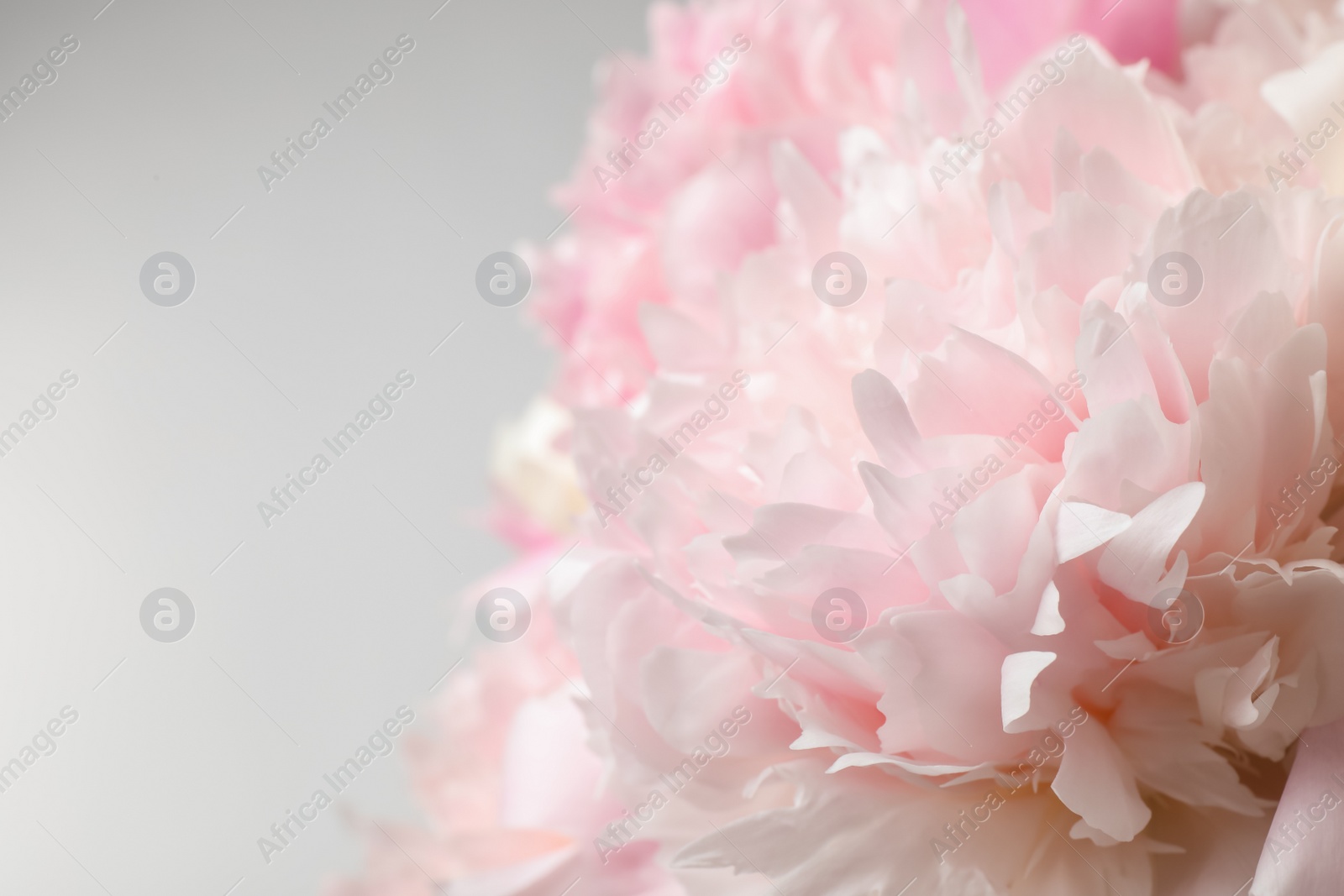 Photo of Beautiful peony bouquet on light background, closeup