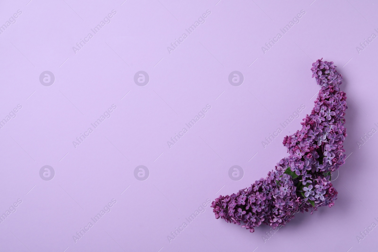 Photo of Beautiful lilac blossom on violet background, top view. Space for text