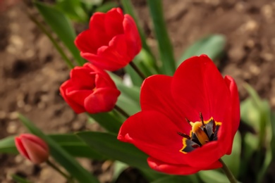 Photo of Beautiful bright tulips in garden, space for text. Blooming spring flowers