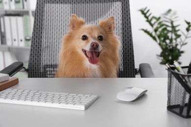 Photo of Cute Pomeranian spitz dog at table in office