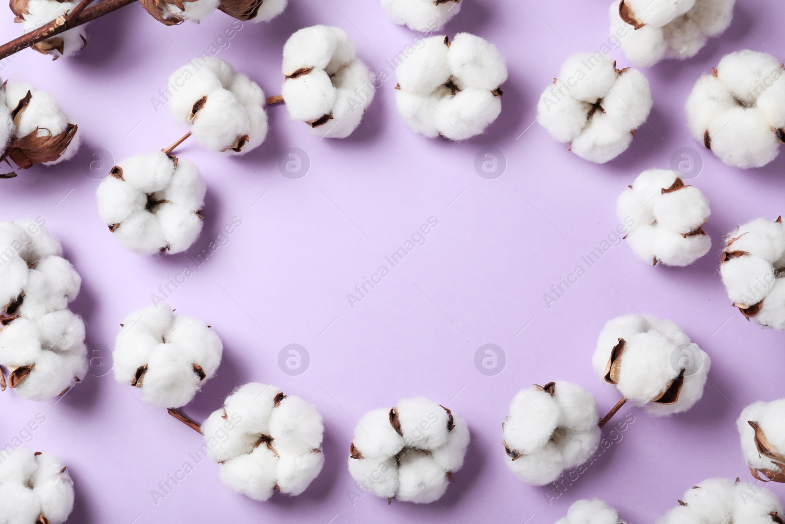 Photo of Frame made with cotton flowers on lilac background, top view. Space for text