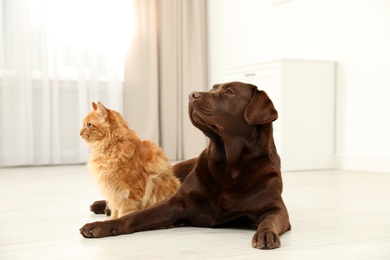 Photo of Cat and dog together on floor indoors. Fluffy friends