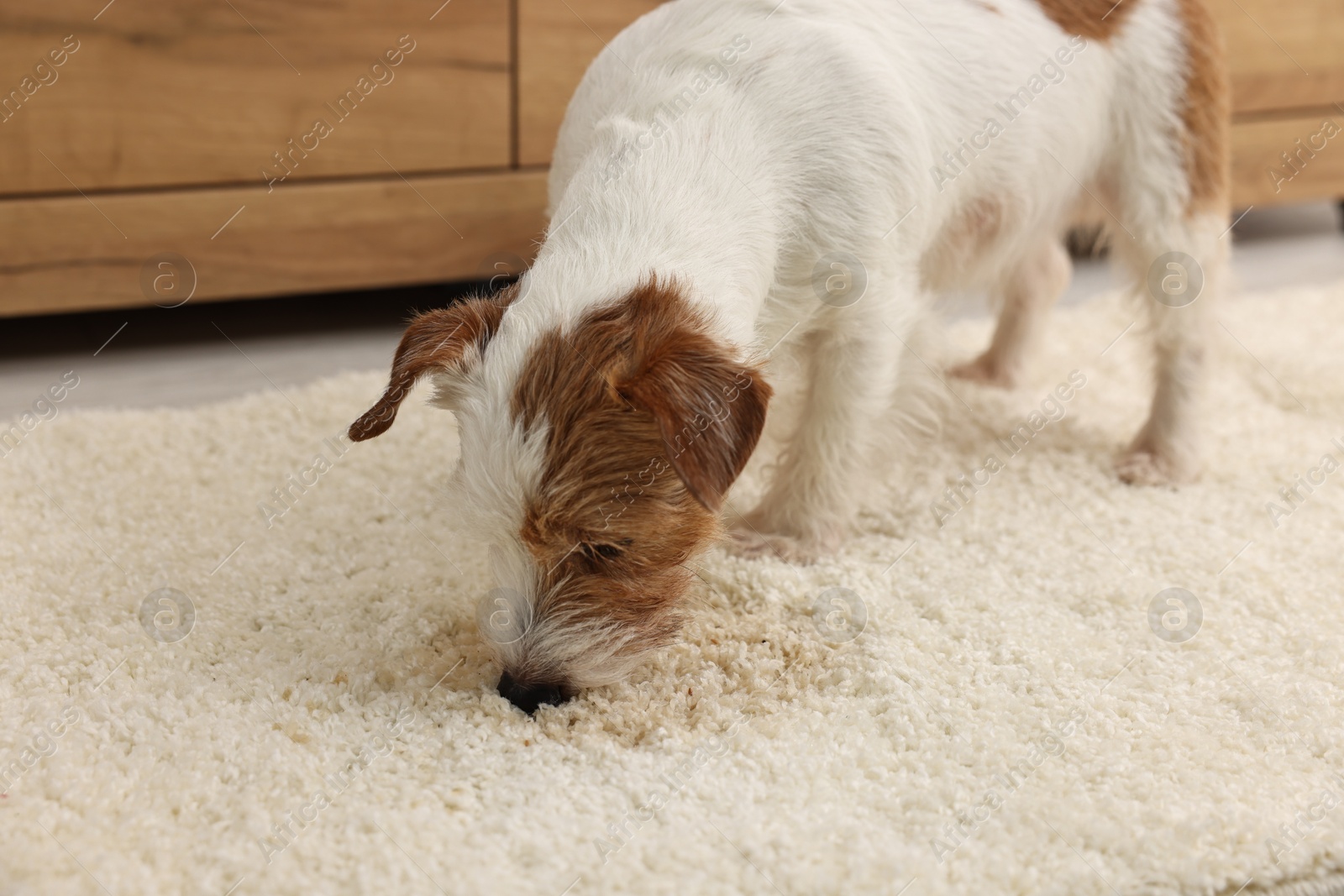 Photo of Cute dog near wet spot on rug indoors