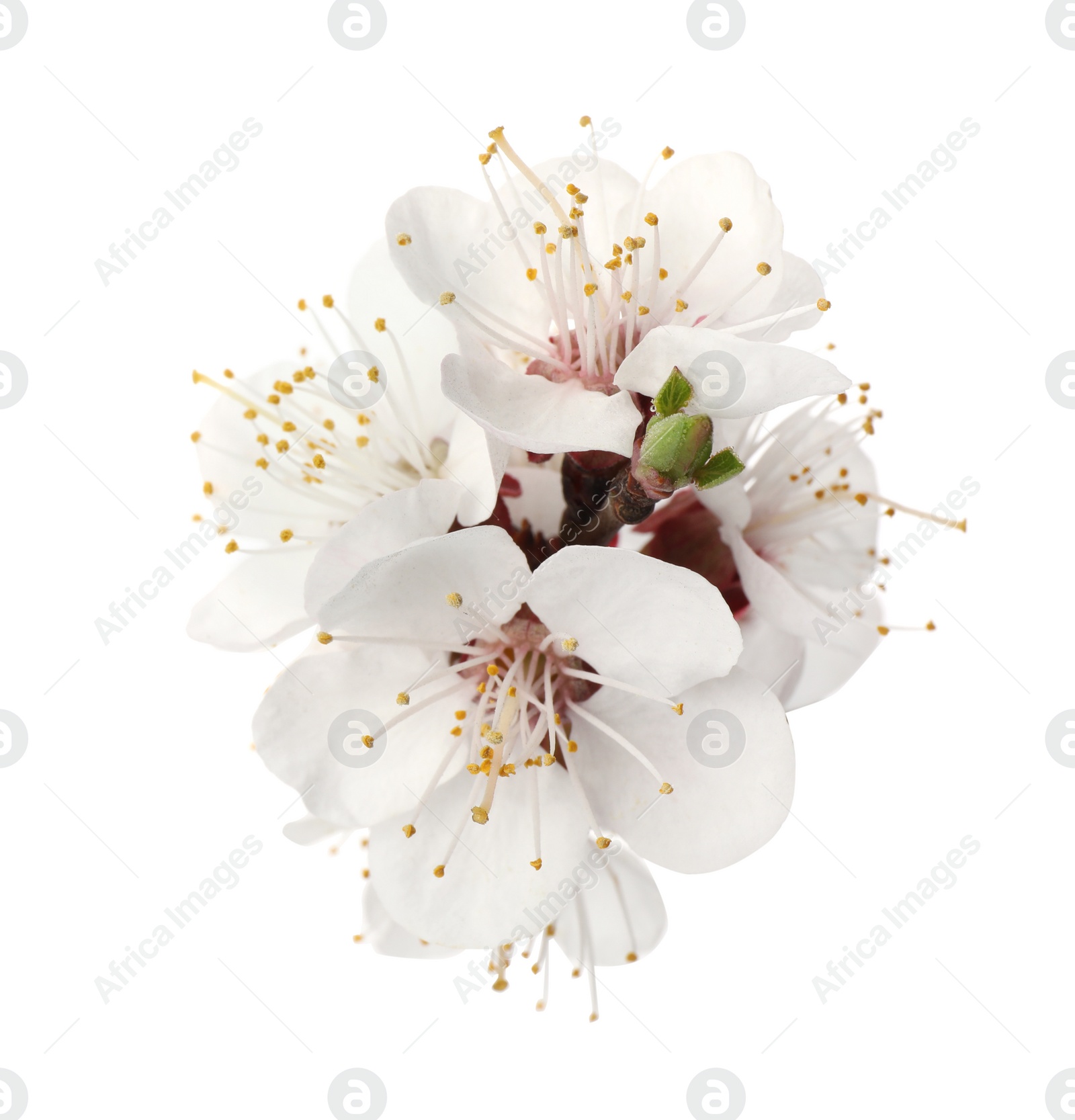 Photo of Beautiful fresh spring flowers on white background, closeup