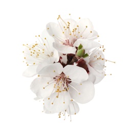 Beautiful fresh spring flowers on white background, closeup