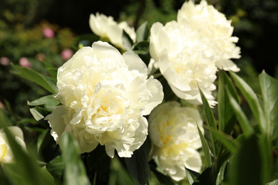 Photo of Closeup view of blooming white peony bush outdoors