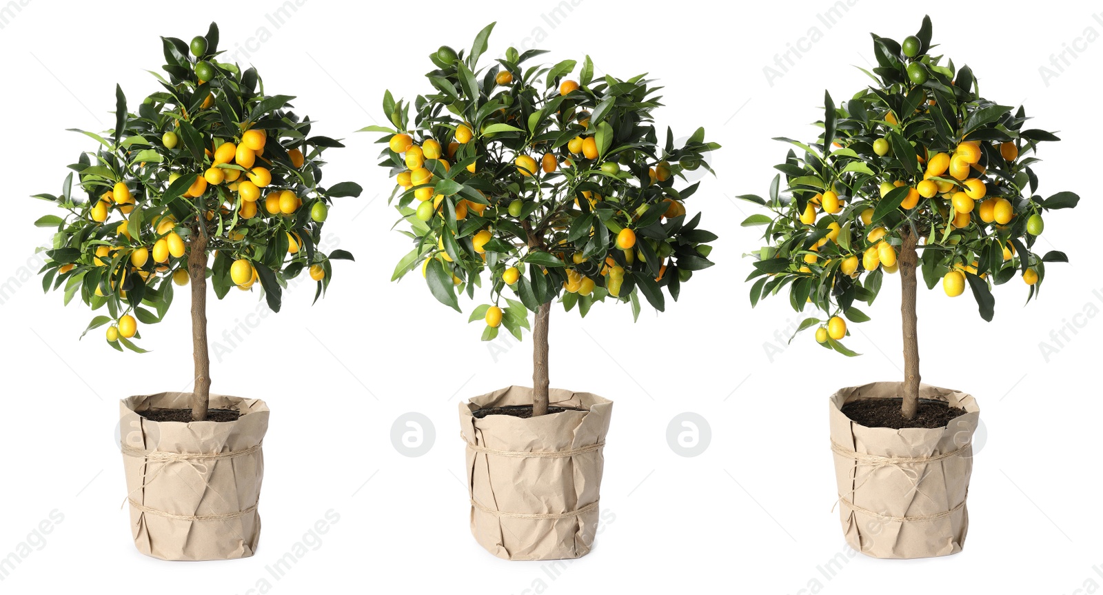 Image of Set of kumquat trees with fruits in flowerpots on white background. Banner design