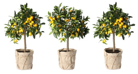 Set of kumquat trees with fruits in flowerpots on white background. Banner design