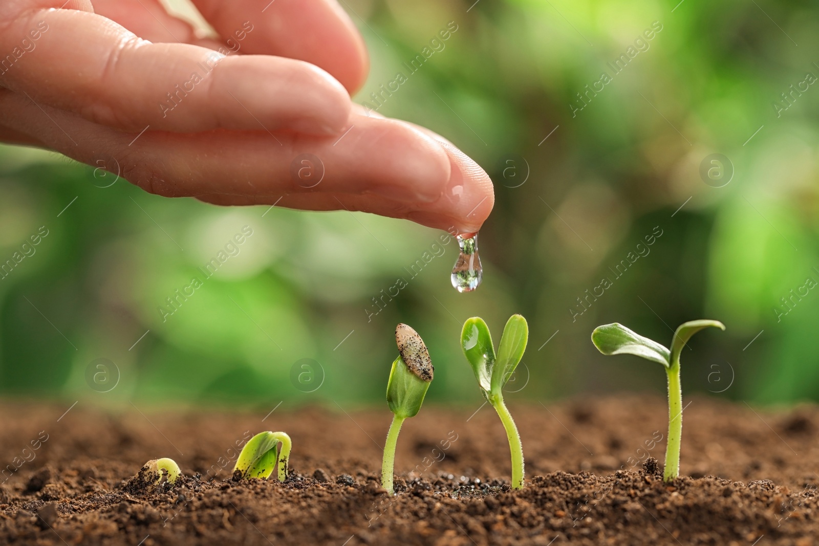 Photo of Young woman watering little seedlings against blurred background, closeup