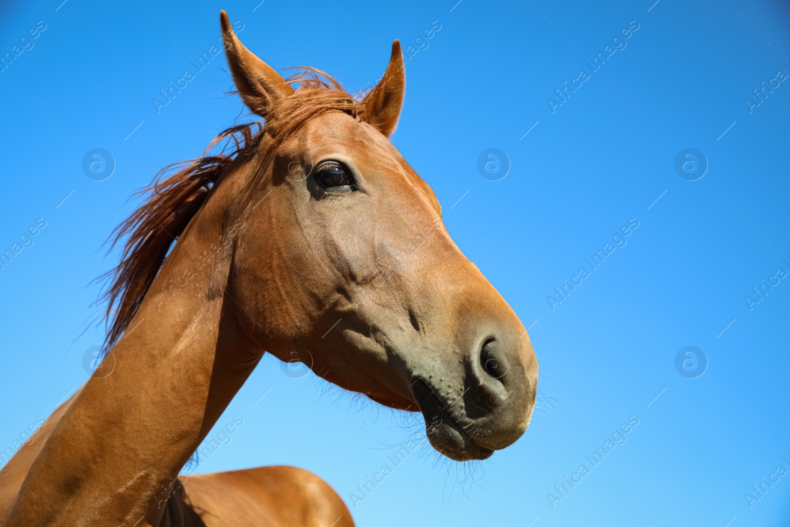 Photo of Chestnut horse outdoors on sunny day, closeup. Beautiful pet