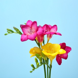 Photo of Beautiful freesia flowers on color background