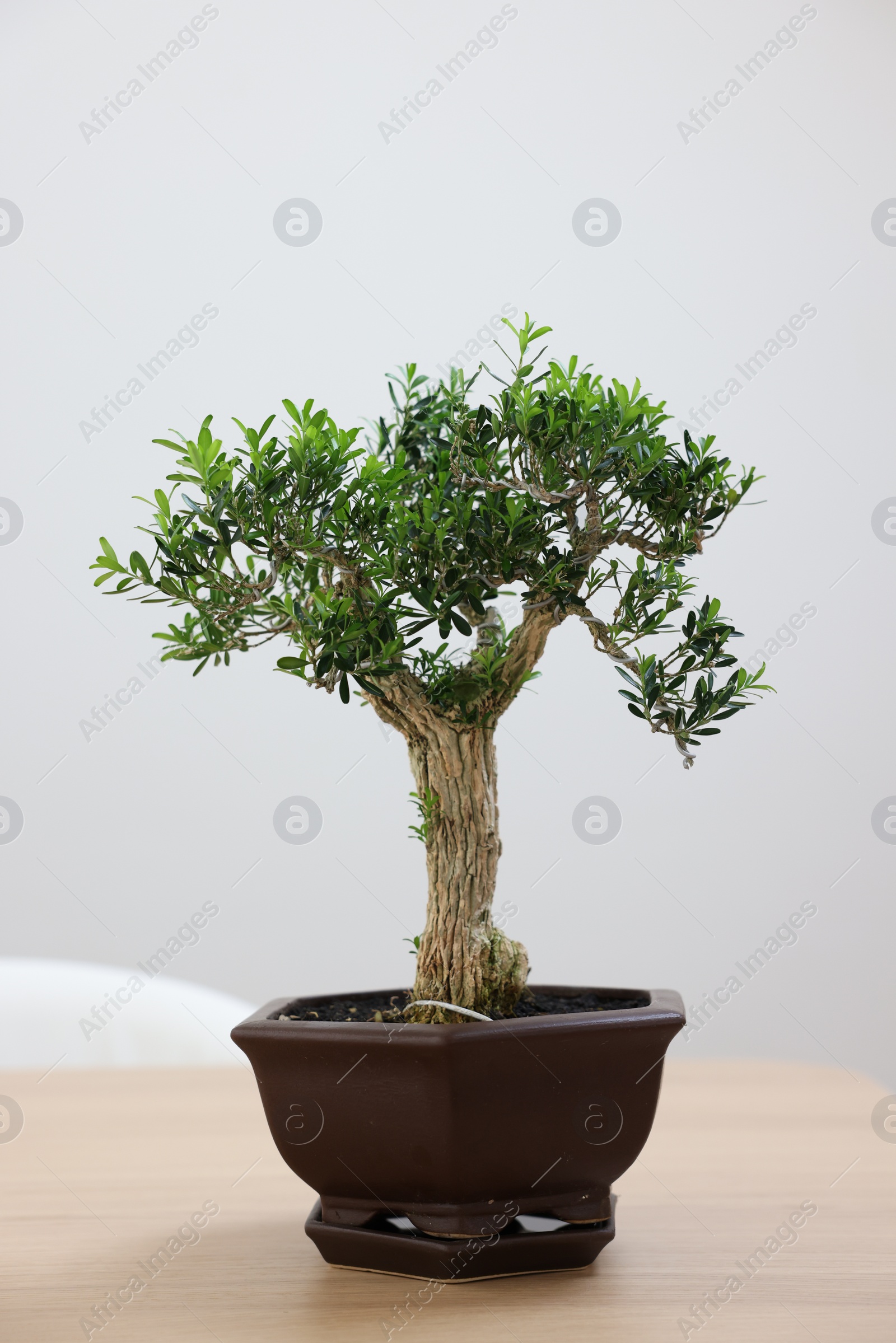 Photo of Beautiful bonsai tree in pot on wooden table