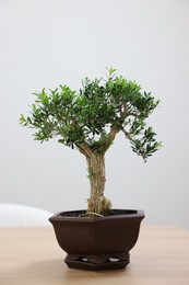 Photo of Beautiful bonsai tree in pot on wooden table